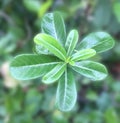 Green leaves background,Green leaf