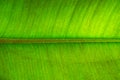 Green leaves background. Leaf texture Royalty Free Stock Photo