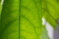 Green leaves background. Leaf texture, green fresh leaf veins macro texture nature background Royalty Free Stock Photo