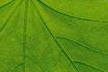 Green leaves background. Leaf texture Royalty Free Stock Photo