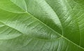 Green leaves background, Leaf texture Royalty Free Stock Photo