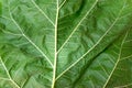 Green leaves background. Leaf texture. nice picture Royalty Free Stock Photo