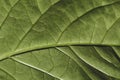 Green leaves background. leaf texture Royalty Free Stock Photo