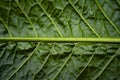 Green leaves background. Leaf texture Royalty Free Stock Photo