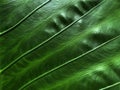 Green leaves background, Leaf texture Royalty Free Stock Photo