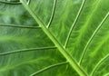 Green leaves background, Leaf texture Royalty Free Stock Photo