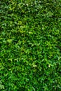 Green leaves background or the naturally walls texture Ideal for use in the design fairly. Royalty Free Stock Photo