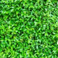 Green leaves background  or the naturally walls texture Ideal for use in the design fairly Royalty Free Stock Photo
