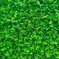 Green leaves background  or the naturally walls texture Ideal for use in the design fairly Royalty Free Stock Photo