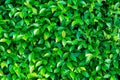 Green leaves background  or the naturally walls texture Ideal for use in the design fairly Royalty Free Stock Photo