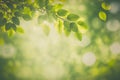 Green leaves background nature abstract for spring and summer season wallpaper Royalty Free Stock Photo