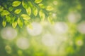 Green leaves background nature abstract for spring and summer season wallpaper Royalty Free Stock Photo