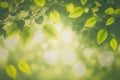 Green leaves background nature abstract for spring and summer season wallpaper Royalty Free Stock Photo