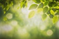 Green leaves background nature abstract for spring and summer season wallpaper Royalty Free Stock Photo