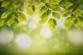 Green leaves background nature abstract for spring and summer season wallpaper Royalty Free Stock Photo