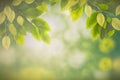 Green leaves background nature abstract for spring and summer season wallpaper Royalty Free Stock Photo