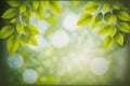 Green leaves background nature abstract for spring and summer season wallpaper Royalty Free Stock Photo