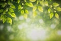 Green leaves background nature abstract for spring and summer season wallpaper Royalty Free Stock Photo