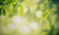 Green leaves background nature abstract for spring and summer season wallpaper Royalty Free Stock Photo