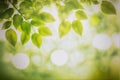 Green leaves background nature abstract for spring and summer season wallpaper Royalty Free Stock Photo