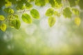 Green leaves background nature abstract for spring and summer season wallpaper Royalty Free Stock Photo