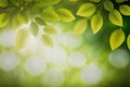 Green leaves background nature abstract for spring and summer season wallpaper Royalty Free Stock Photo