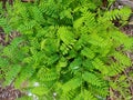 Green Leaves Background Pictures Natural