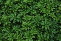 Green leaves background Royalty Free Stock Photo