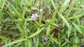 Green leaves background of Ruellia plants in the garden