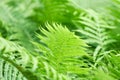 Green leaves background. Selective and soft focus. Royalty Free Stock Photo