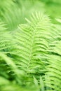 Green leaves background. Selective and soft focus. Royalty Free Stock Photo