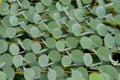 Green Leaves Background Shallow Depth Of Field Royalty Free Stock Photo