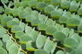 Green Leaves Background Shallow Depth Of Field Royalty Free Stock Photo