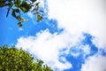 Green leaves background sky clouds sunbeams Royalty Free Stock Photo