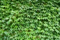 Green leaves background structure Royalty Free Stock Photo