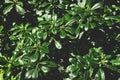 Green leaves background with sunlight. Foliage plant