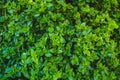 Green leaves background Royalty Free Stock Photo