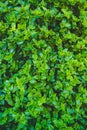 Green leaves background with tiny red blossoms Royalty Free Stock Photo
