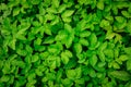 Green Leaves background. Urtica texture