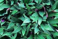 Green leaves background. Use for wallpaper, backdrop or design element in natural concept. Royalty Free Stock Photo