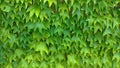 Green leaves background. Green vegetative background, green wall of leaves Royalty Free Stock Photo