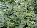 Green leaves background in water garden. Lotus buds or water lily and leaves in the pond Royalty Free Stock Photo