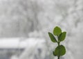 Green leaves in late winter