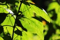 Green leaves in backlight