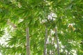 Low angle view of Green leaves of bamboo in forest from below. Royalty Free Stock Photo