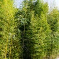 Green leaves bamboo Phyllostachys aureosulcata `Aureocaulis`. Evergreen graceful plant in spring Arboretum Park