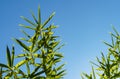 Green leaves bamboo Phyllostachys aureosulcata. Evergreen graceful plant on background of bright blue sky. Lovely theme