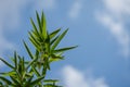 Green leaves bamboo Phyllostachys aureosulcata. Evergreen graceful plant on background of bright blue sky with white clouds Royalty Free Stock Photo