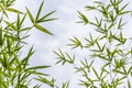 Green leaves bamboo Phyllostachys aureosulcata. Evergreen graceful plant on background of bright blue sky