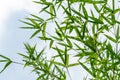 Green leaves bamboo Phyllostachys aureosulcata. Evergreen graceful plant on background of bright blue sky